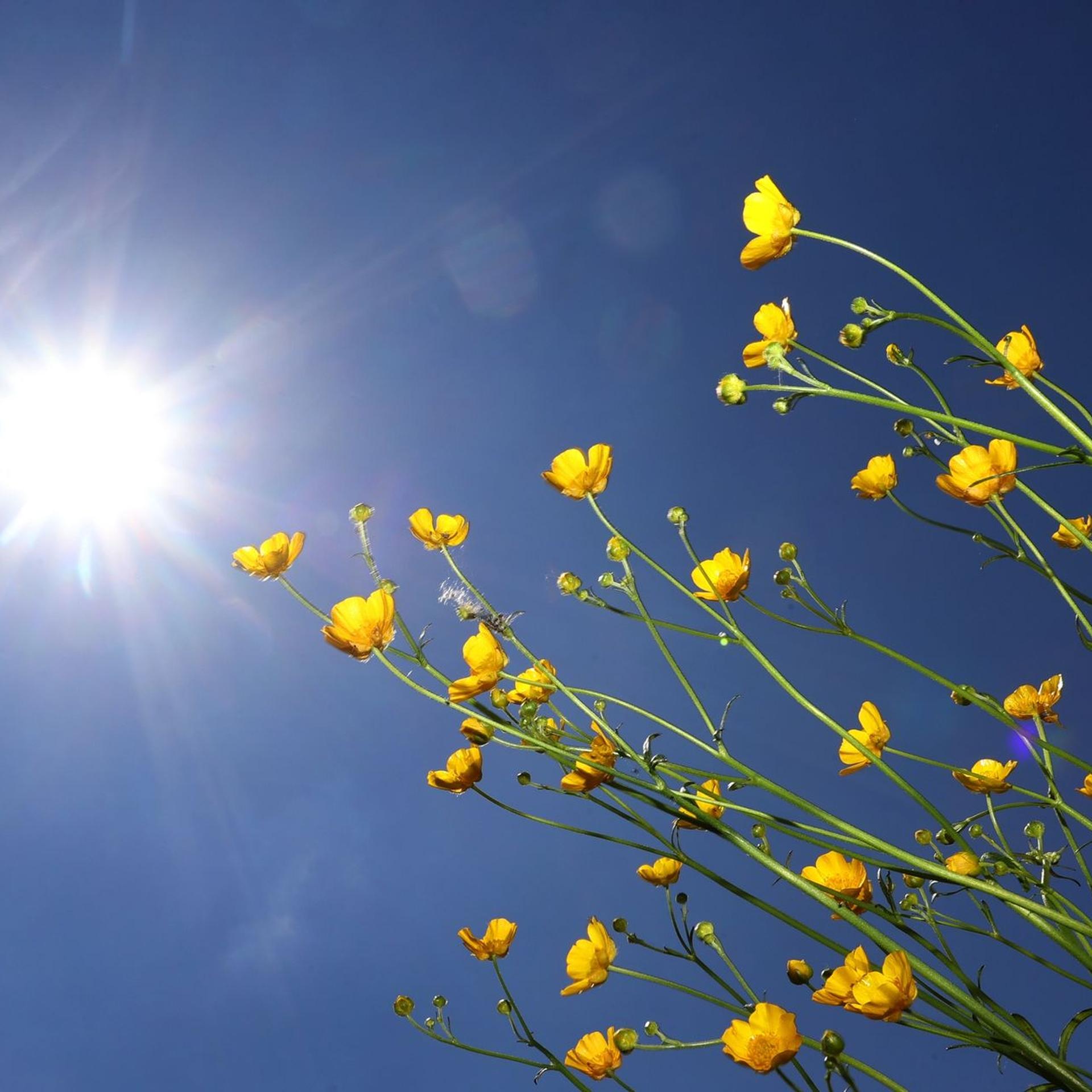 Butterblumen im Sonnenschein: Unser Körper kann jetzt im Sommer, wenn die Sonne wieder häufiger zu sehen ist, seinen leeren Vitamin-D-Speicher auffüllen. 