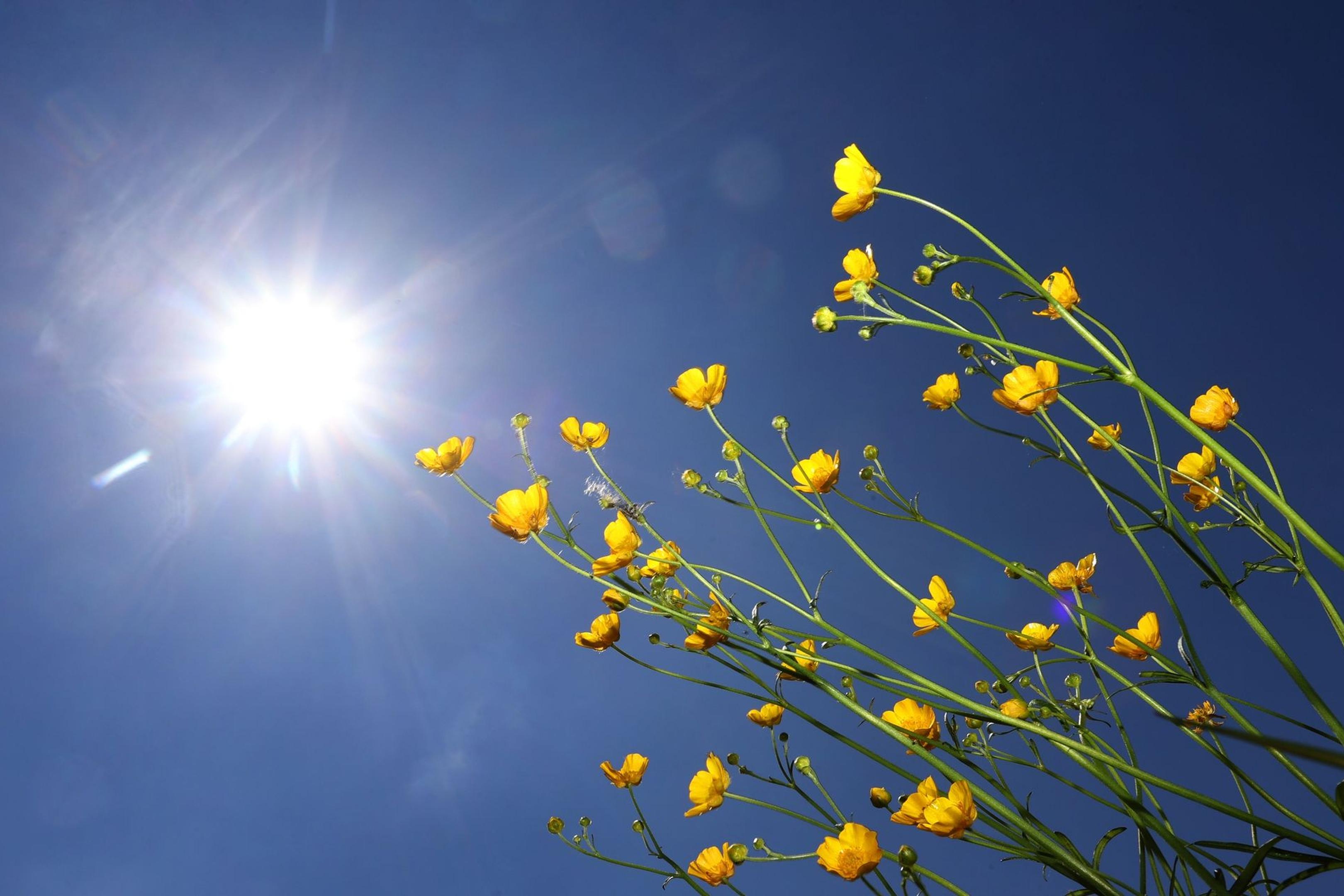 Butterblumen im Sonnenschein: Unser Körper kann jetzt im Sommer, wenn die Sonne wieder häufiger zu sehen ist, seinen leeren Vitamin-D-Speicher auffüllen. 