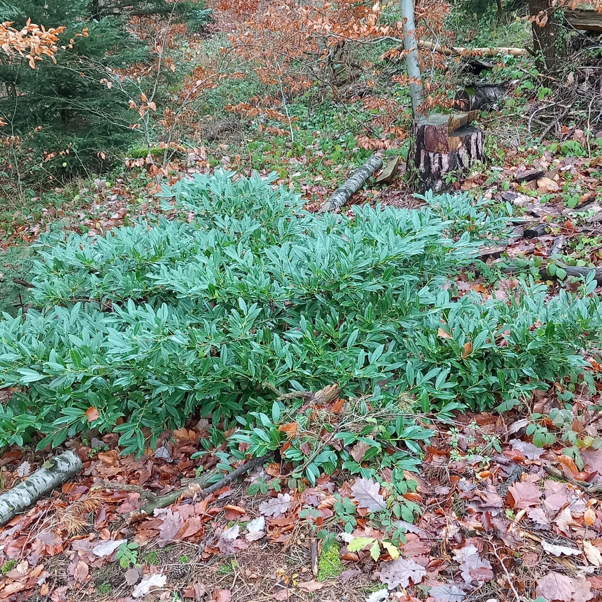 Kirschlorbeer wuchert im Wald | Aachener Zeitung