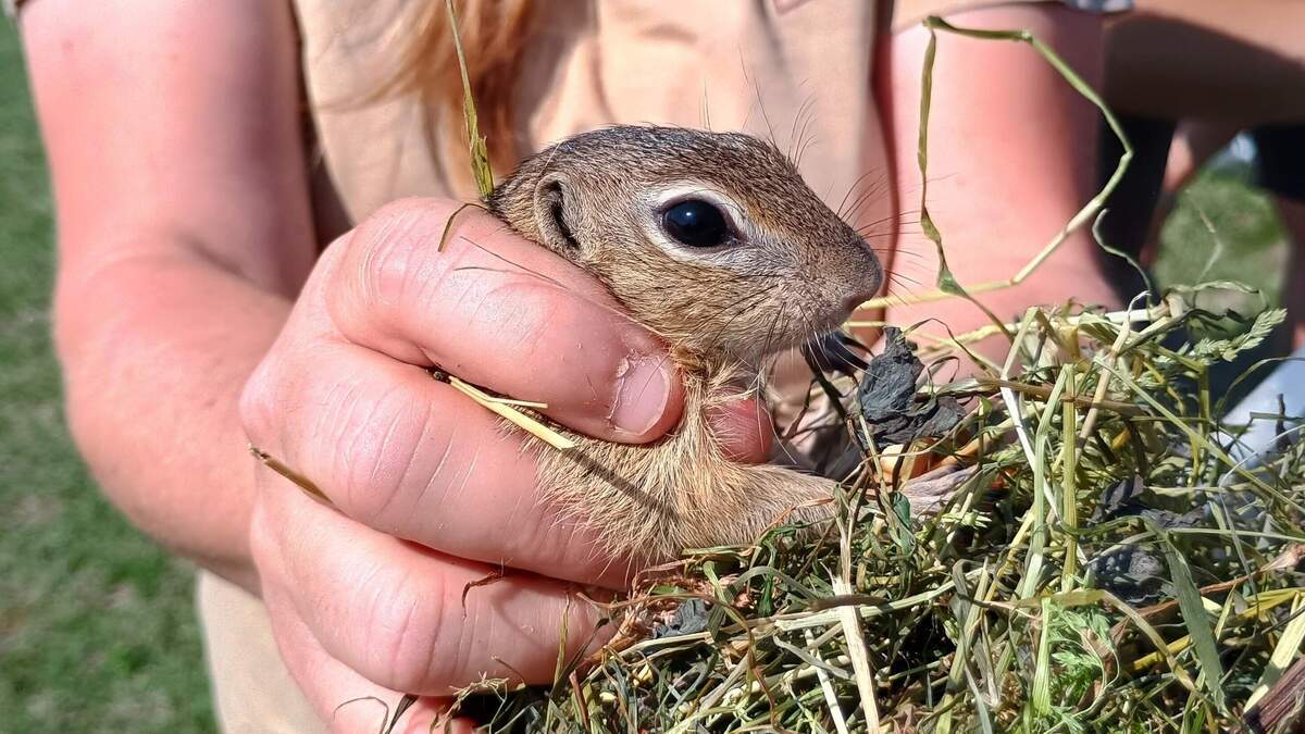 Twelve ground squirrels from Kerkrade released in the Czech Republic