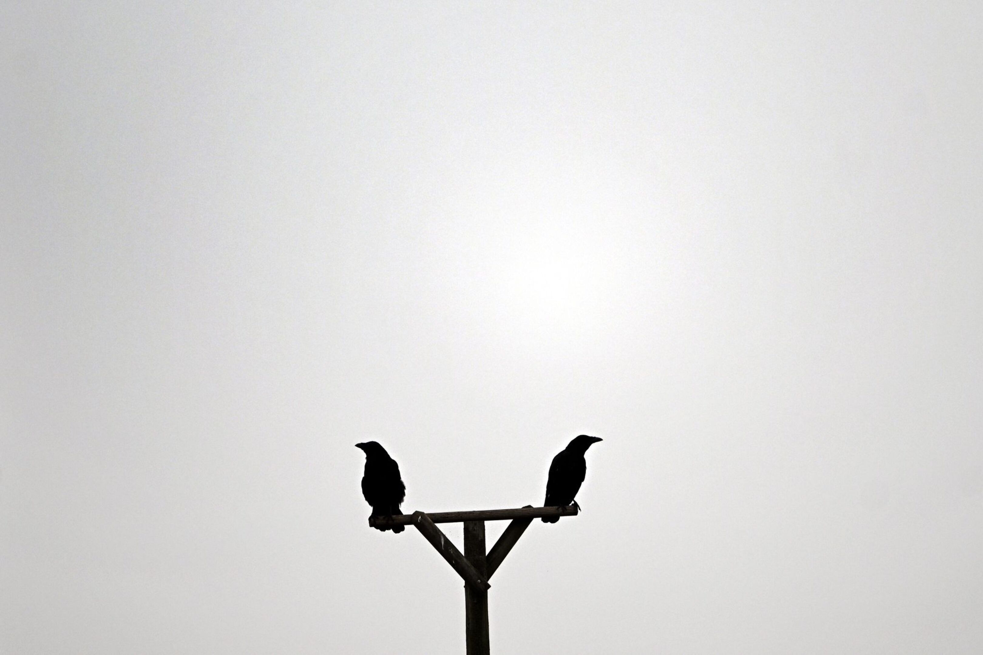 Zwei Rabenvögel sitzen auf einer Stange.