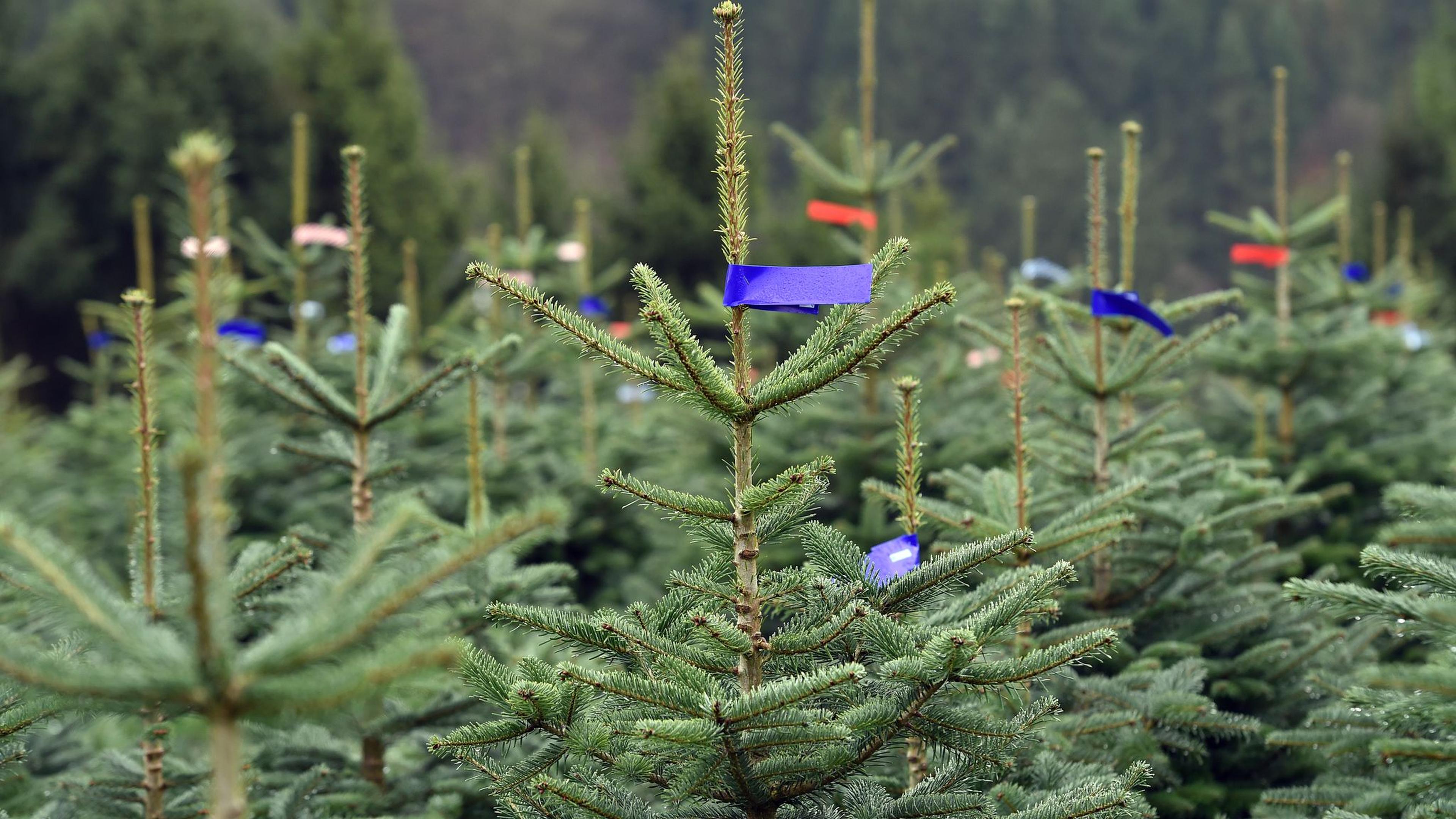 Weihnachtsbaum-Preise wohl stabil - Ausrei&szlig;er m&ouml;glich