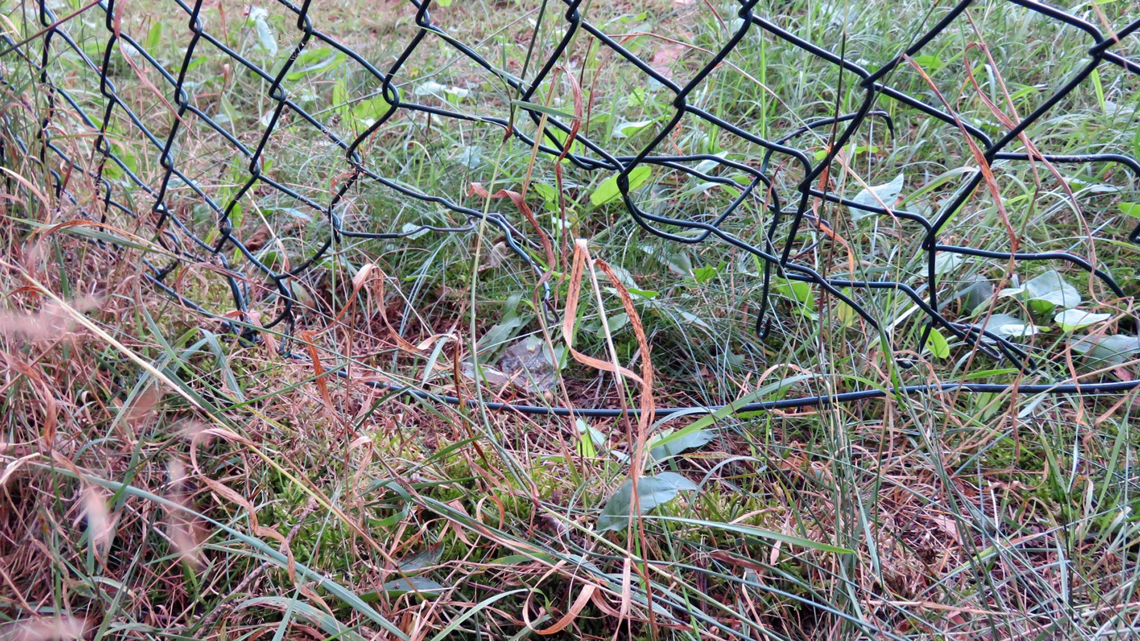 Polizei: Wildtier k&ouml;nnte Zaun in Mechernich besch&auml;digt haben