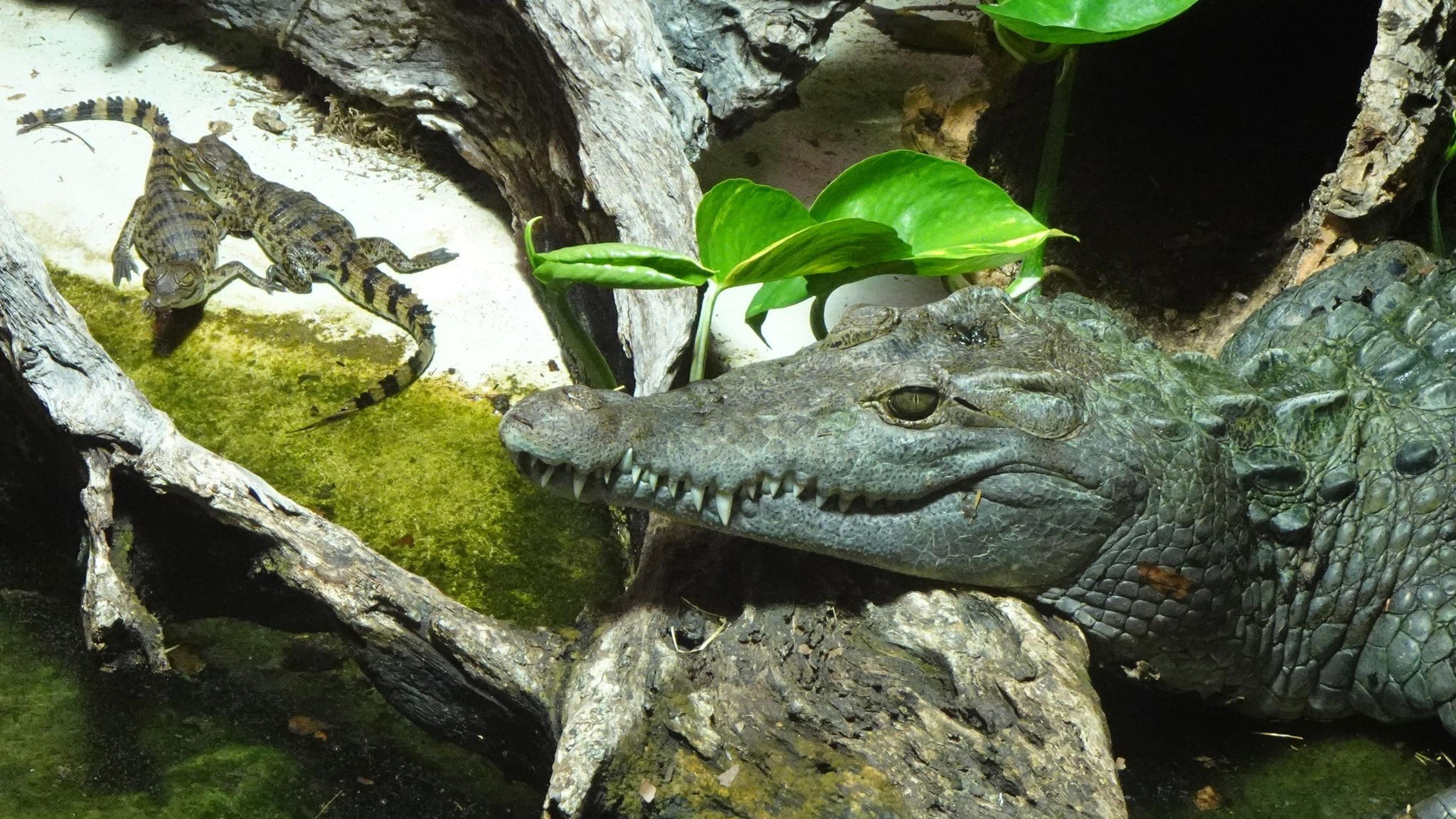 Nachwuchs bei den Philippinenkrokodilen im K&ouml;lner Zoo