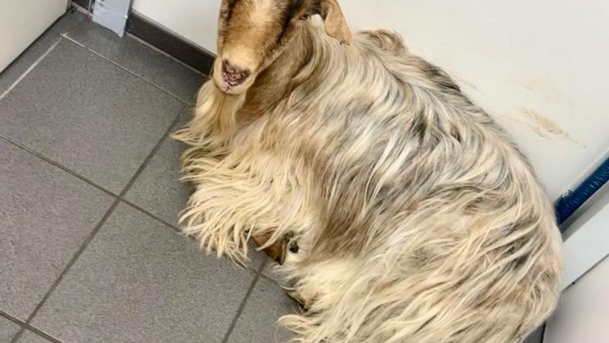 Ziegenbock-strandet-in-Tankstelle