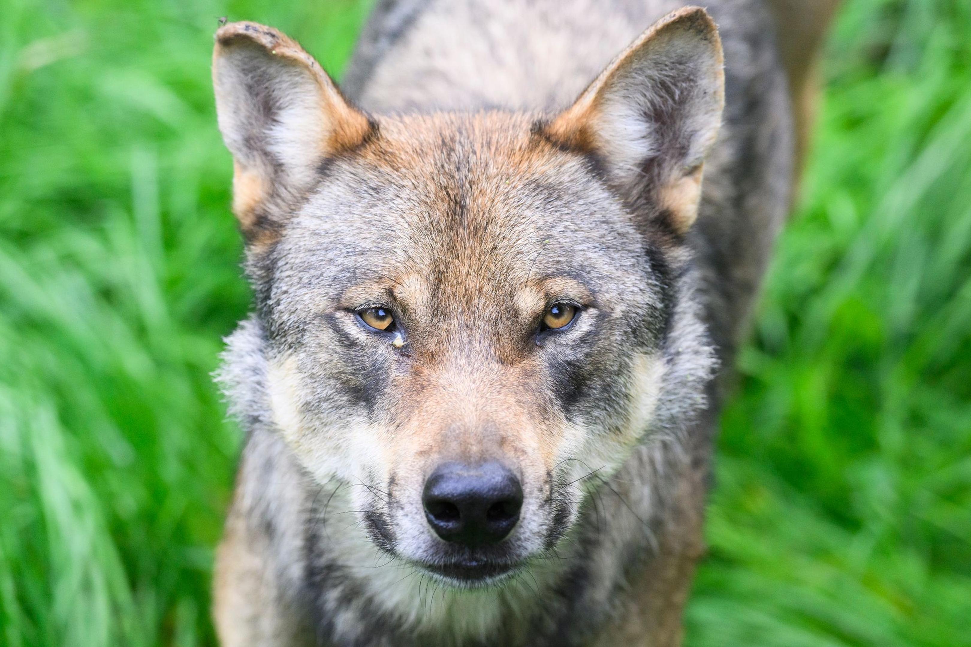 Der Kadaver der Wölfin wurde Ende März in der Nähe von Fringshaus gefunden. (Symbolbild)
